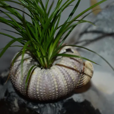 Apartman Haus Meeresrauschen *