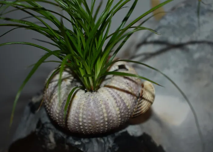 Apartmán Haus Meeresrauschen *